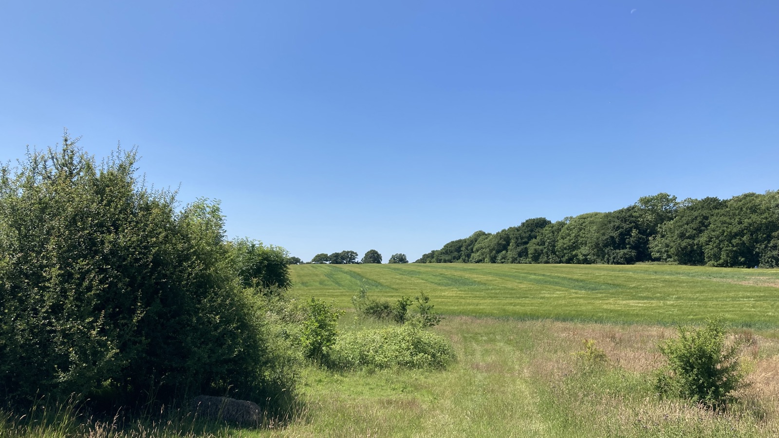 Image of Clark, D - Braxted Park BNG (5)