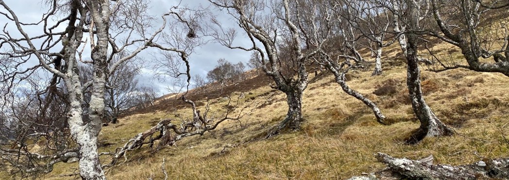 Image of Ghost woodlands