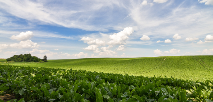 Image of Sugar Beet