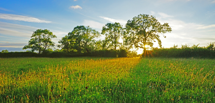 Image of Meadow with sunset