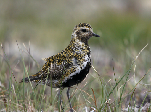 Scotland Newsletter bird