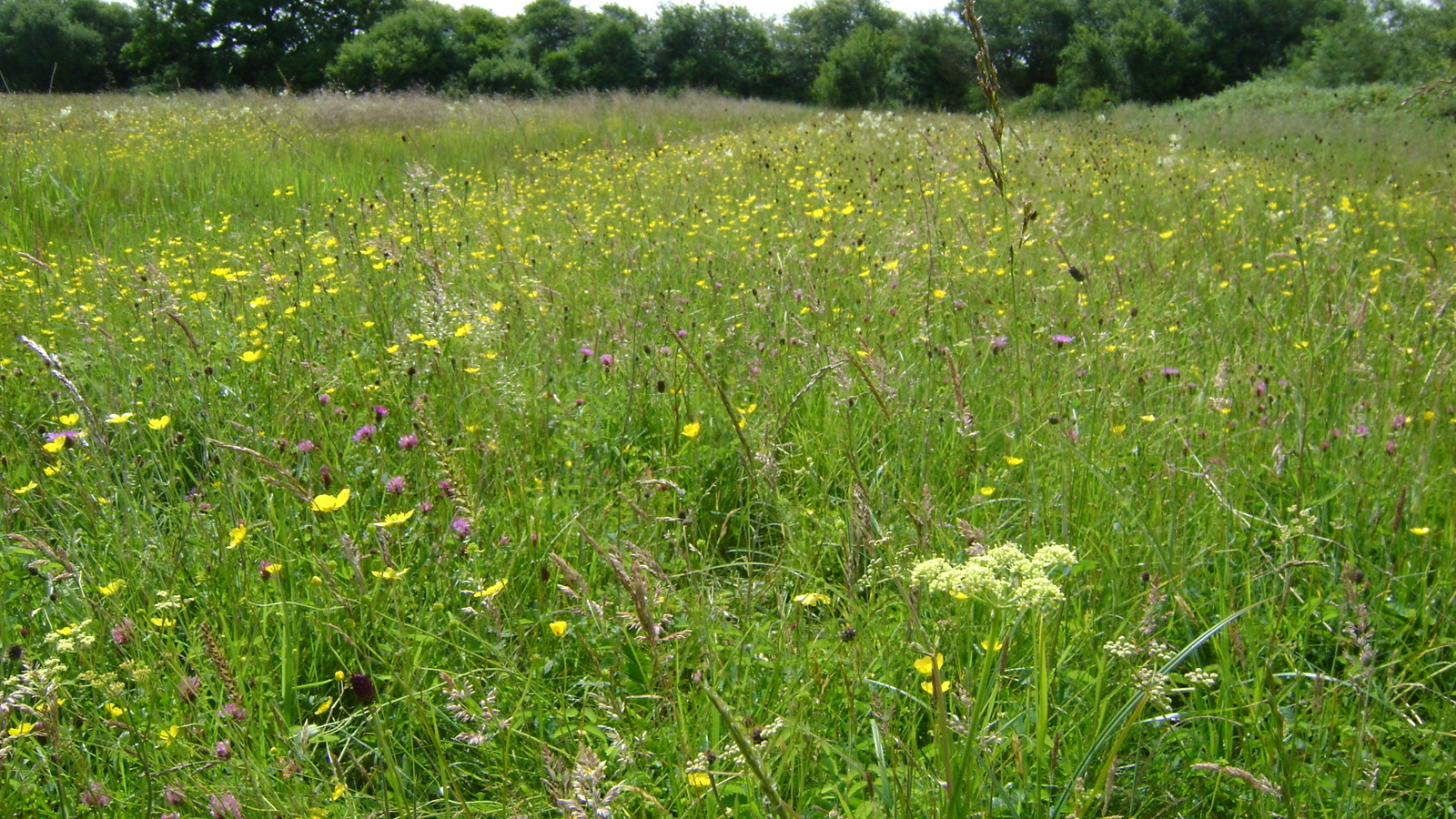 Image of Ludgershall Meadows 3