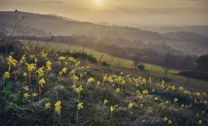 Horsham, South Downs National Park picture 3