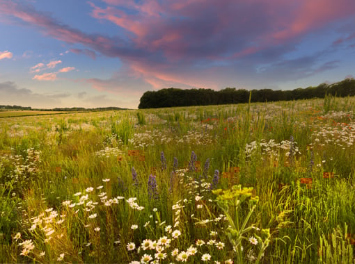 Image of Bedfordshire