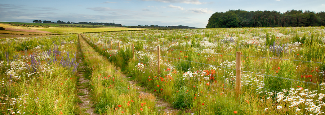 Image of East Cambirdgeshire
