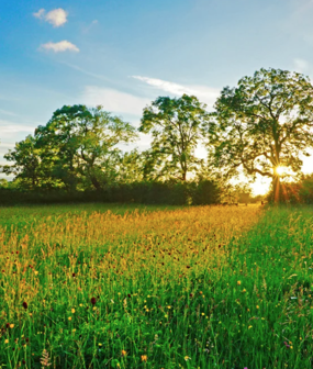 Maidstone Habitat Bank