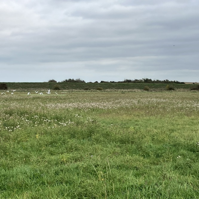 Image of IMG_3975 (1)