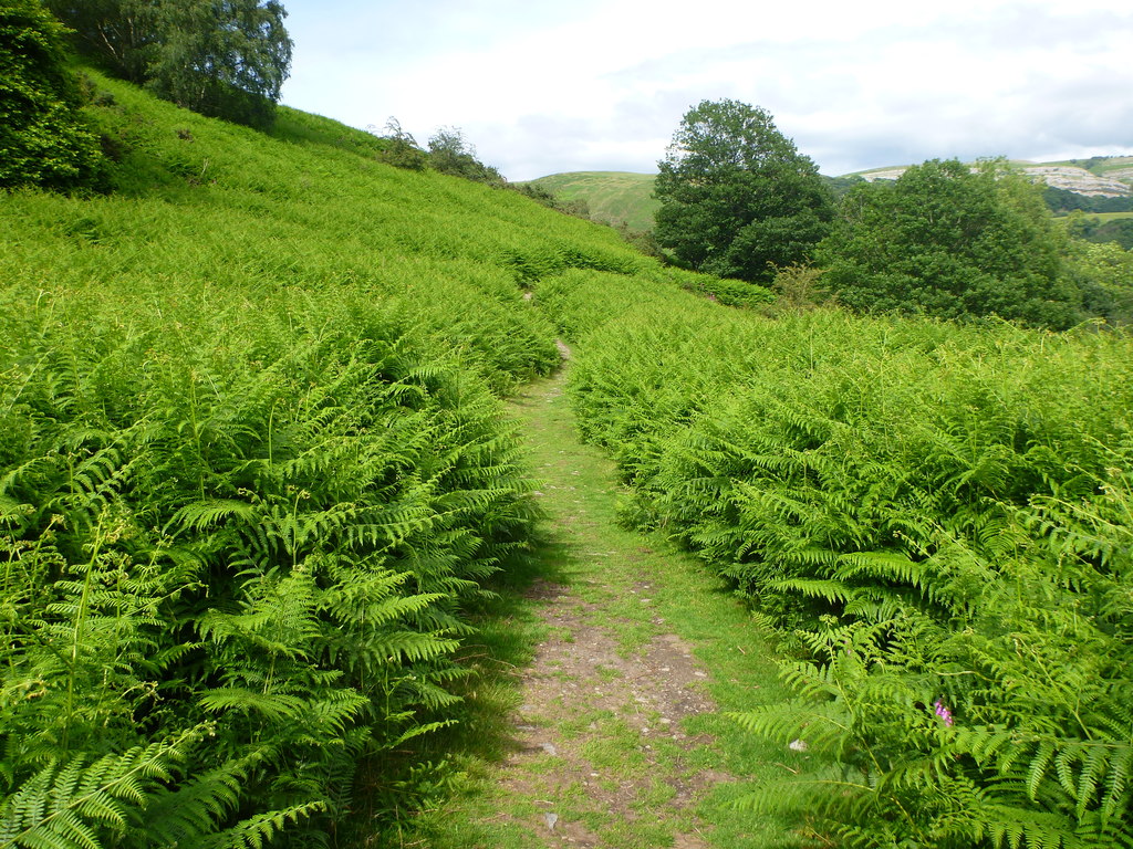 Bracken cloaked hill.jpg