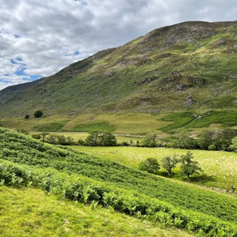 bracken image