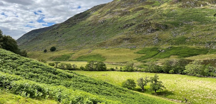 bracken image