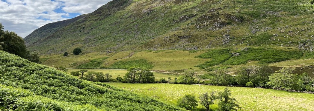 bracken image