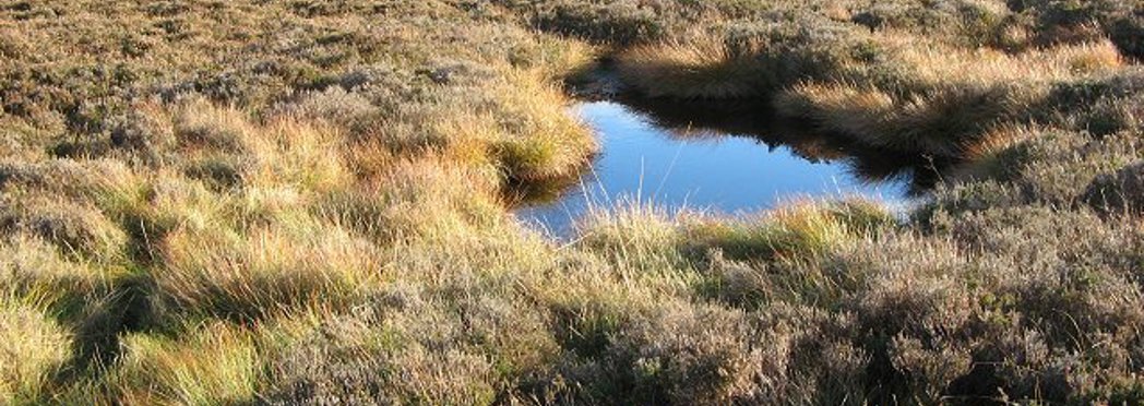 Peat_pool,_Wedder_Law