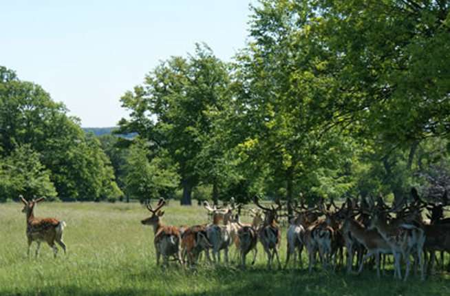 Cornbury Park 2