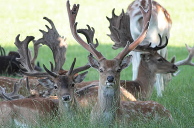 Cornbury Park 3