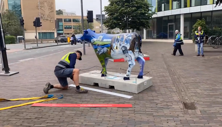 Cows about Cambridge video screenshot.PNG