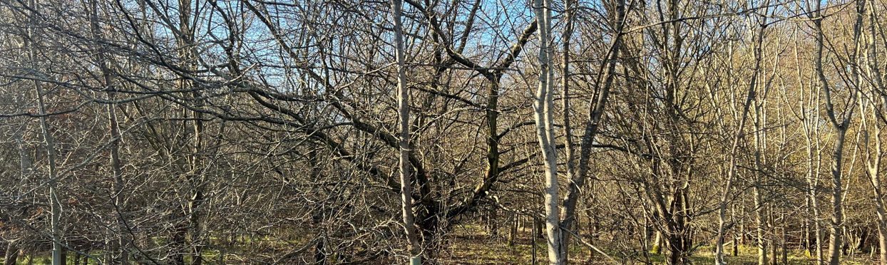 Image of Land at Broxbourne