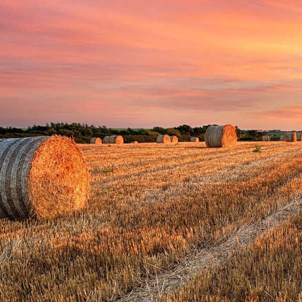 Image of Field with haybale