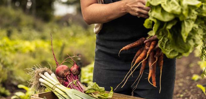 Image of Holding crops