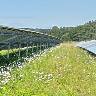 Image of Solar Panels in field cropped