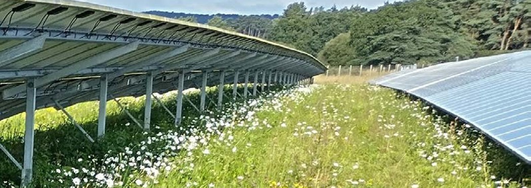 Image of Solar Panels in field cropped