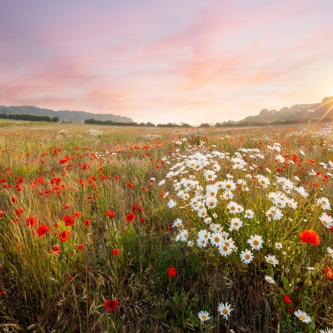 Image of Wild flower meadow pink sky