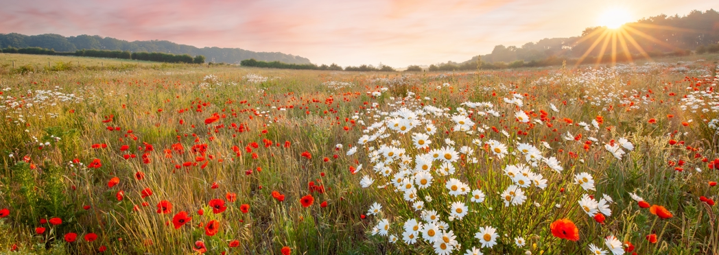 Image of Wild flower meadow pink sky