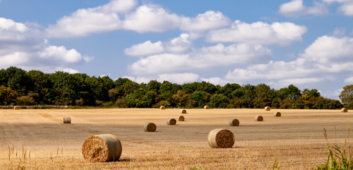 Image of AdobeStock_1653242309