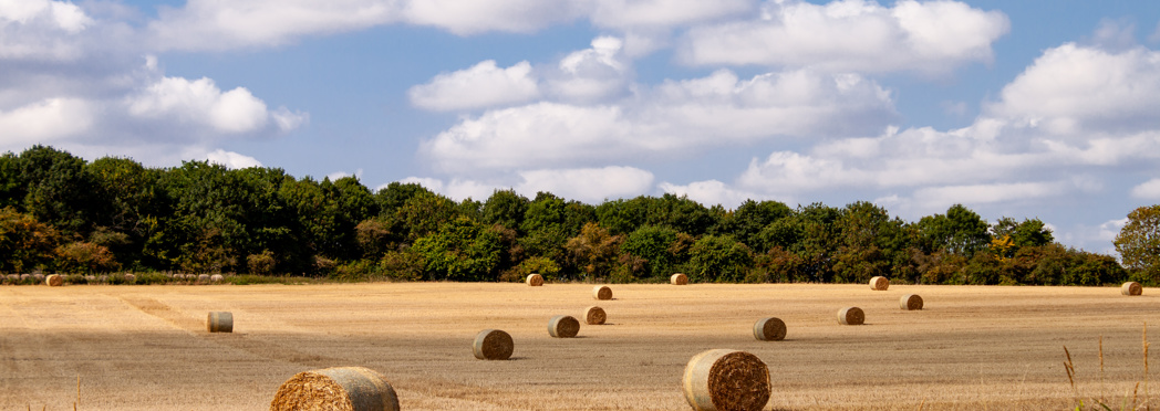 Image of AdobeStock_1653242309